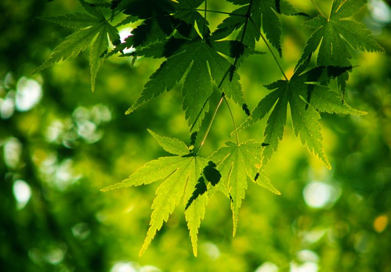 Japanese Maple