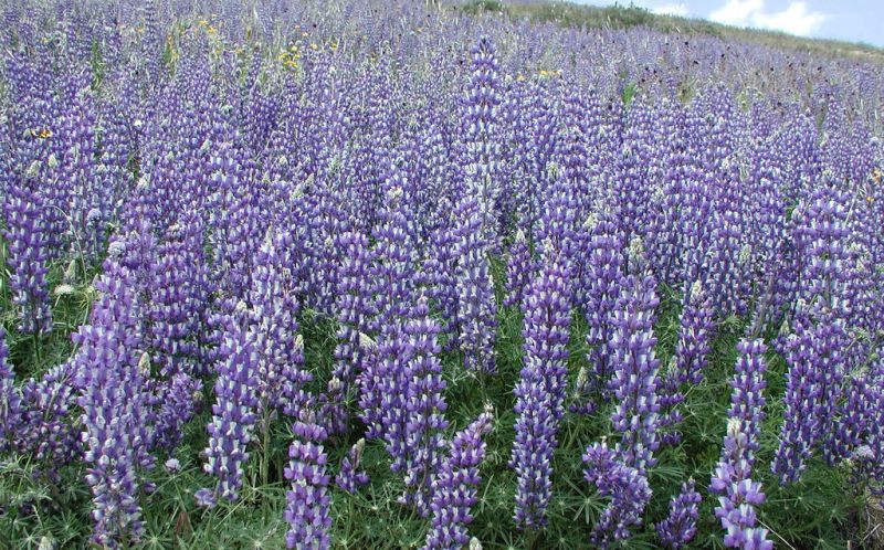 ***ทุ่งดอก Lupine เติมความสดใสให้ธรรมชาติ***