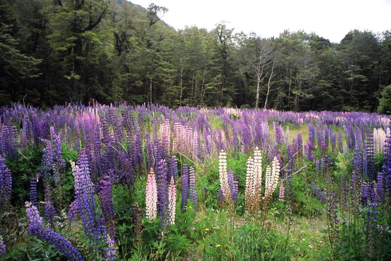 ***ทุ่งดอก Lupine เติมความสดใสให้ธรรมชาติ***