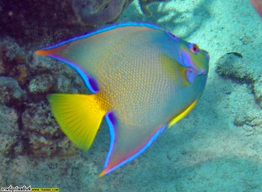 Angelfish