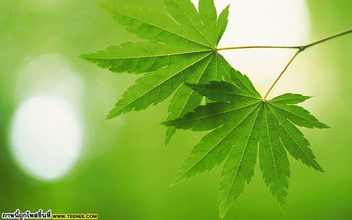 Green Leaves*#*3