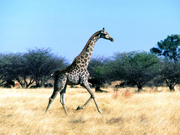 Giraffe •°•.° ღ.