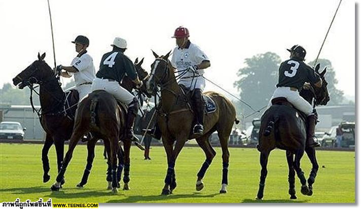 polo Horse