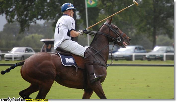 polo Horse