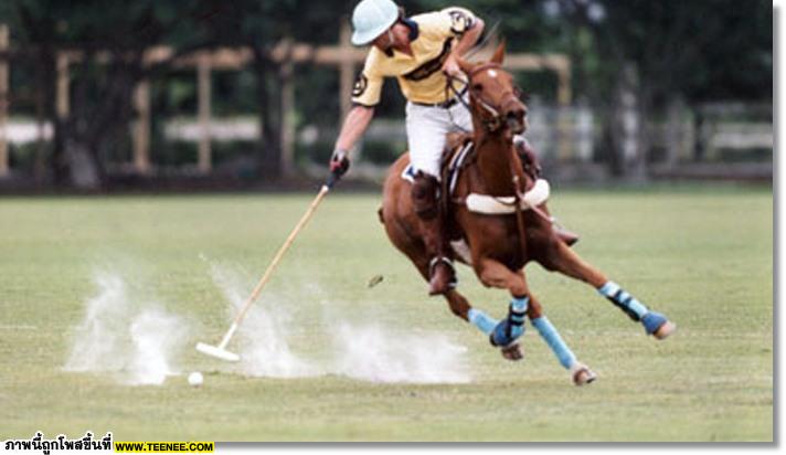 polo Horse