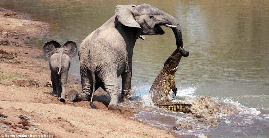 แม่ช้างสะบัดงวงหลังจากถูกจระเข้งับจนเกิดการต่อสู้กัน