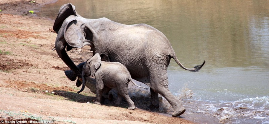 แม่ช้างลากจระเข้ขึ้นมาโดยมีลูกช้างเอาใจช่วยอยู่ข้าง ๆ