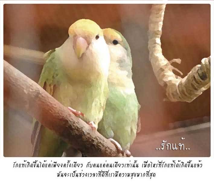 ความรัก..สำหรับคนที่มีและตามหาความรัก