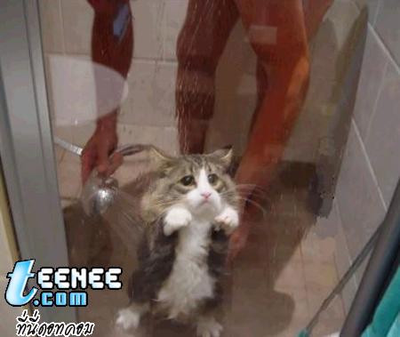 อย่าอาบน้ำให้แมวอีกนะ...
