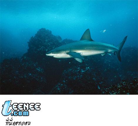 galapagos-shark