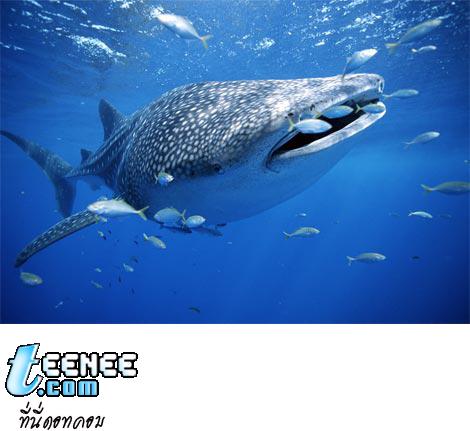 whale-shark-with-fish