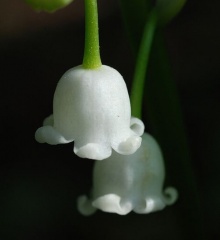 ดอกลิลลีออฟเดอะวาเล่ (Lily of the valley)