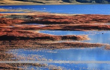 Fresh Tibet's Morning