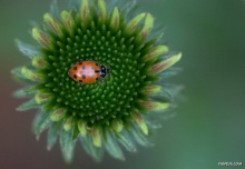 พักชมสารคดี Flowers and Insects Spectacular Photography