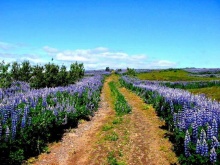 น้ำพุร้อน น้ำแข็งขั้วโลก และแสงเหนือ ที่ Iceland