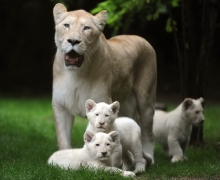 น่ารักสุดๆ ครอบครัวสิงโตขาวในวันสบายๆ ที่ฝรั่งเศส
