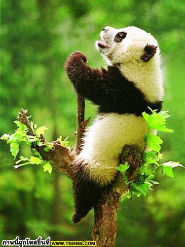 เอาใจคนรักแพนด้า : Panda น้อยจอมซน