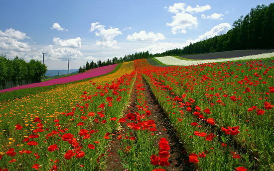 **Japan-Hokkaido-Landscape-**