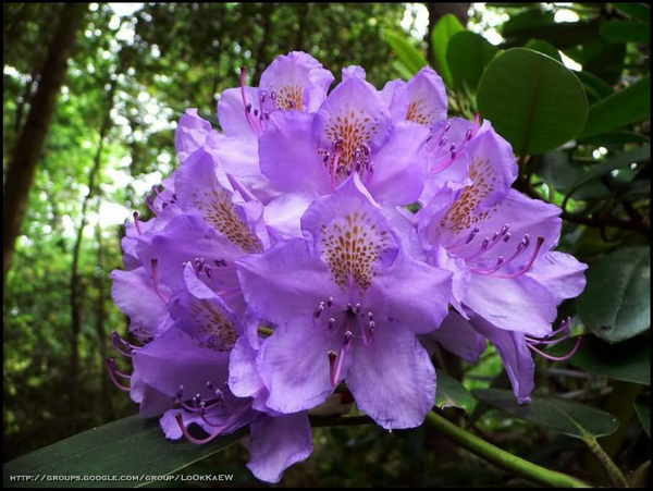 ๏~* กุหลาบพันปี (Rhododendron) *~๏