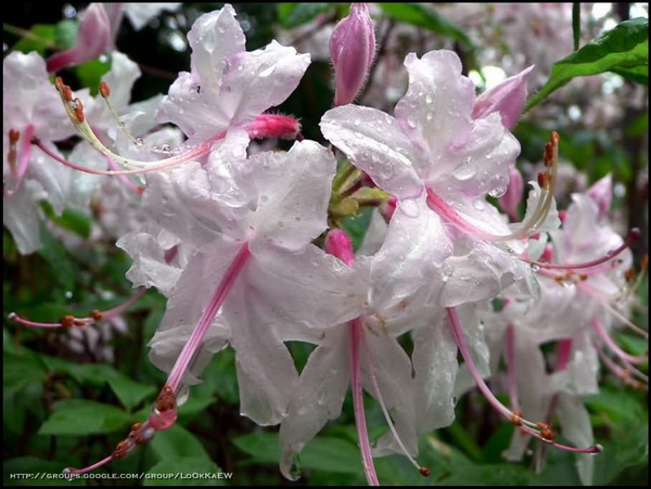 ๏~* กุหลาบพันปี (Rhododendron) *~๏