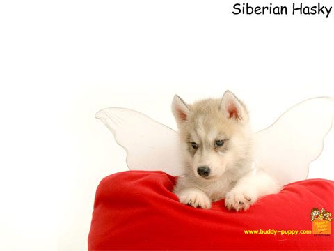 Siberian Hasky