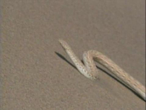กิ้งก่า กับ งู ในทะเลทรายแห่งหนึ่ง