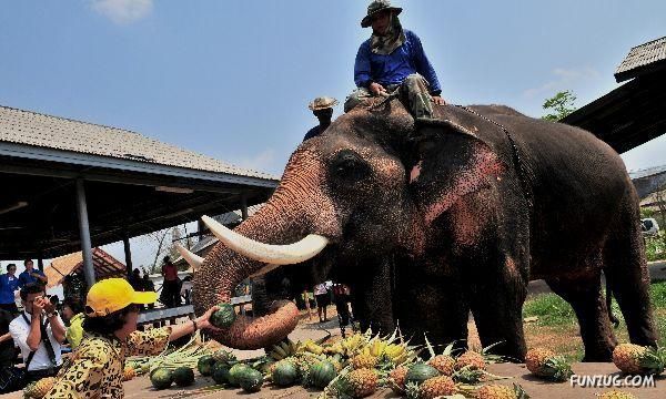 วันช้างในประเทศไทย