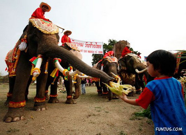 วันช้างในประเทศไทย