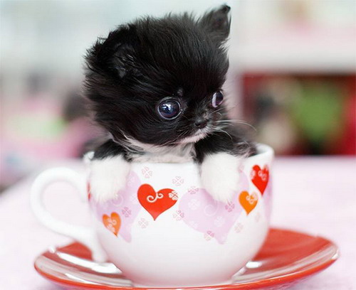 รูป หมาถ้วยแก้ว!!! น่ารักมากๆ 