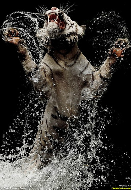 ภาพถ่ายเสือกับสิงโต สวยๆ