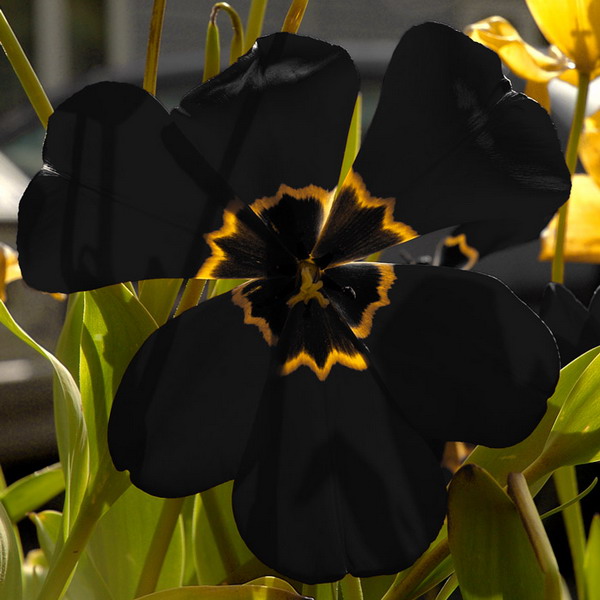 ดอกไม้โทนสีดำ
