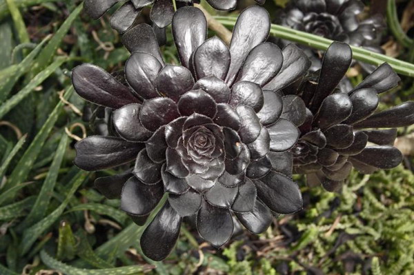 ดอกไม้โทนสีดำ