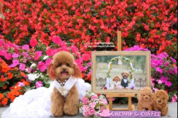 รูป Wedding ที่น่ารัก