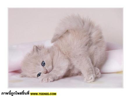 น้องเหมียวน่ารัก...