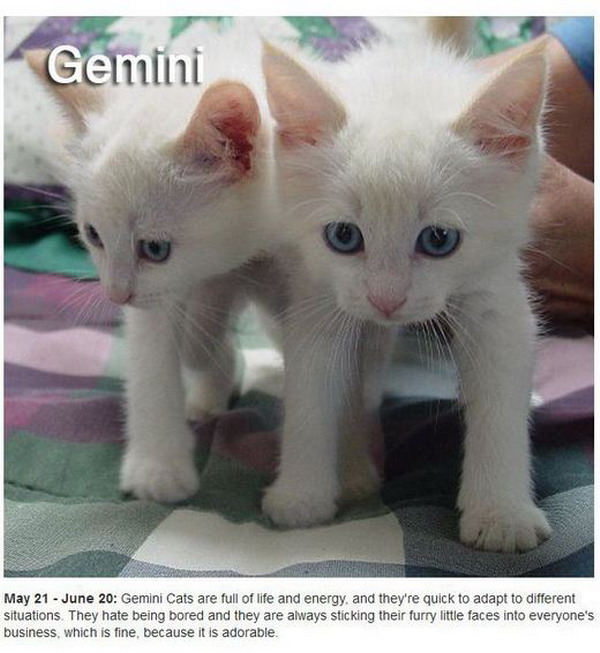 Zodiac Cats น้องแมวจักรราศี น่ารักมาเต็มครบ 12 ราศีเลย