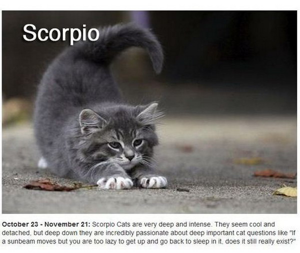 Zodiac Cats น้องแมวจักรราศี น่ารักมาเต็มครบ 12 ราศีเลย