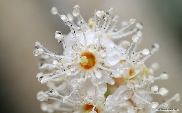 close up หยดน้ำสวย ๆ จากธรรมชาติ