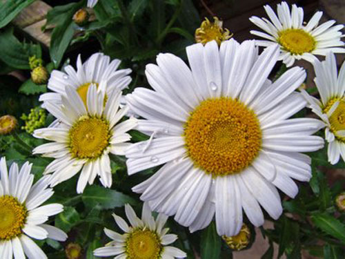 Pyrethrum ดอกไม้สวยประหาร