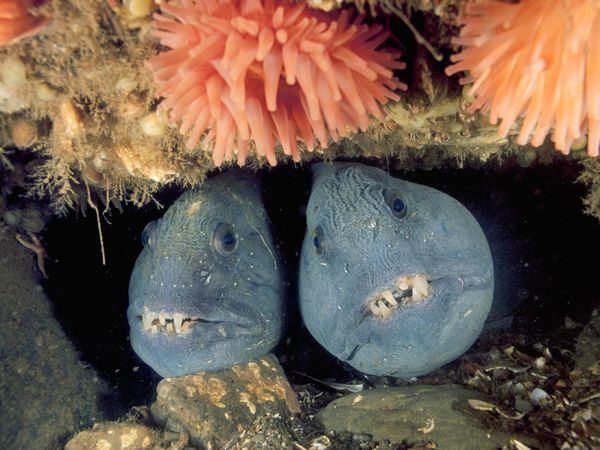 Deep-Sea Creatures by nationalgeographic