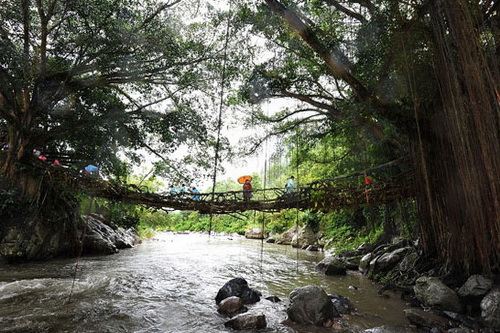 สะพานรากไม้ที่อินโดนีเซีย 