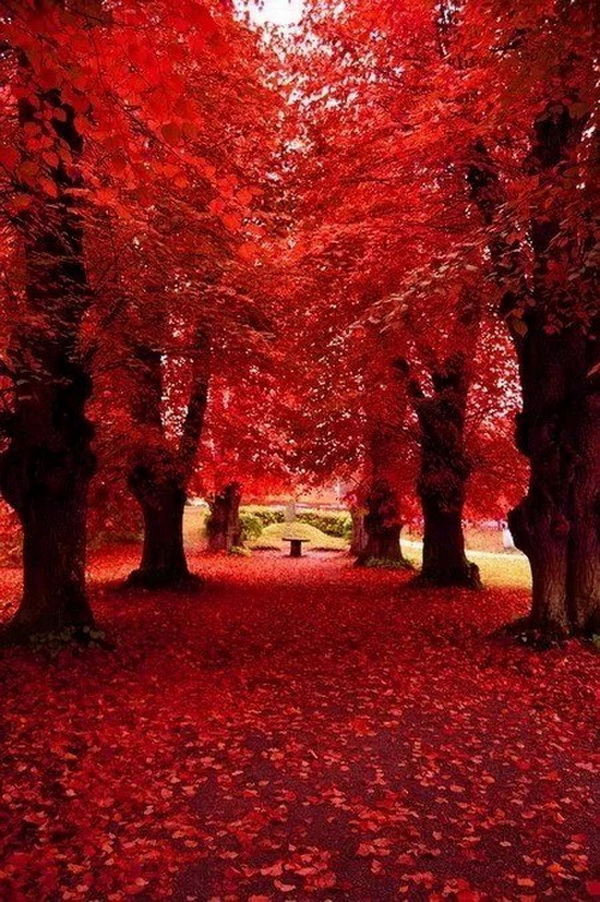 ธรรมชาติสีแดงที่สุดแห่งความอลังการ