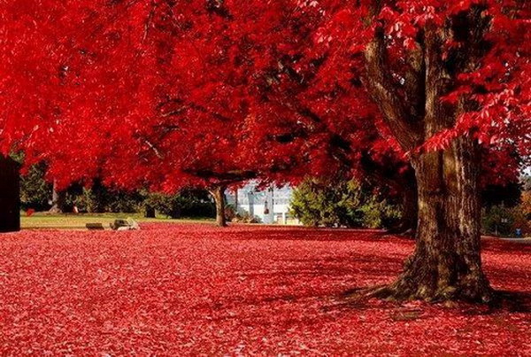 ธรรมชาติสีแดงที่สุดแห่งความอลังการ