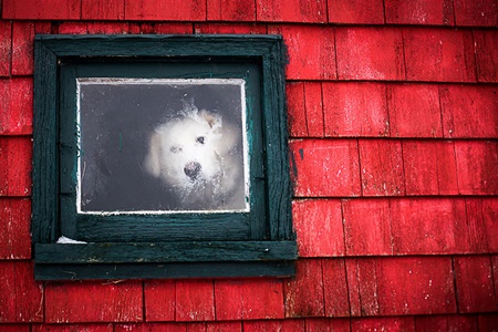ภาพถ่ายแสนเศร้าของสัตว์น้อยริมหน้าต่าง