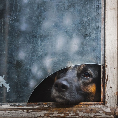 ภาพถ่ายแสนเศร้าของสัตว์น้อยริมหน้าต่าง