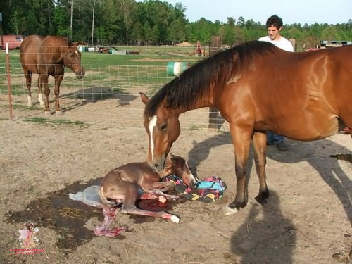 Birth Of A Horse