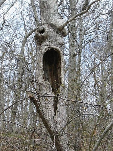 Tree Monsters