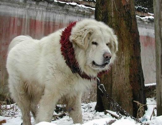 ++Tibet Dog..พาไปวิ่งเล่นสักวันดีม่ะ++