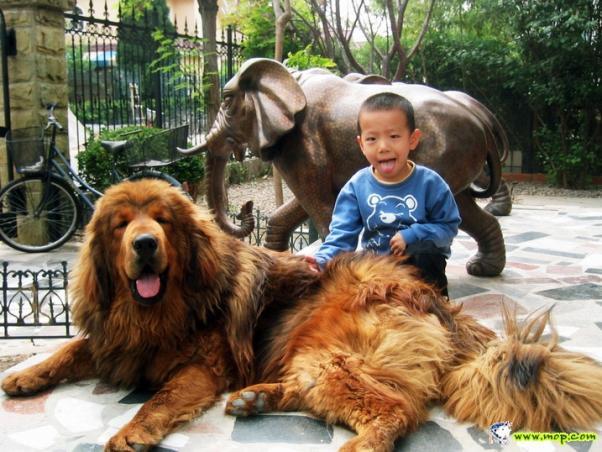 ++Tibet Dog..พาไปวิ่งเล่นสักวันดีม่ะ++