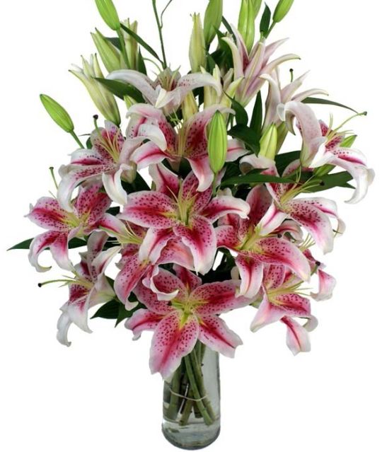 Stargazer Lily