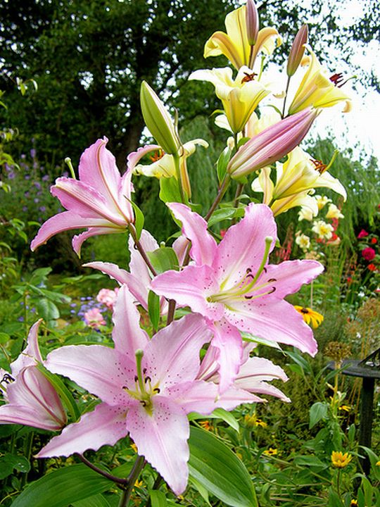 Stargazer Lily